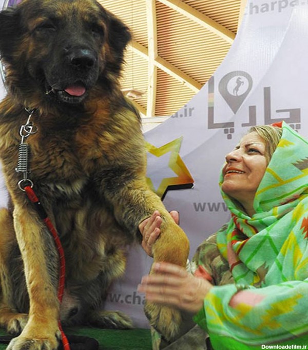 عکس سگ ایرانی اصیل