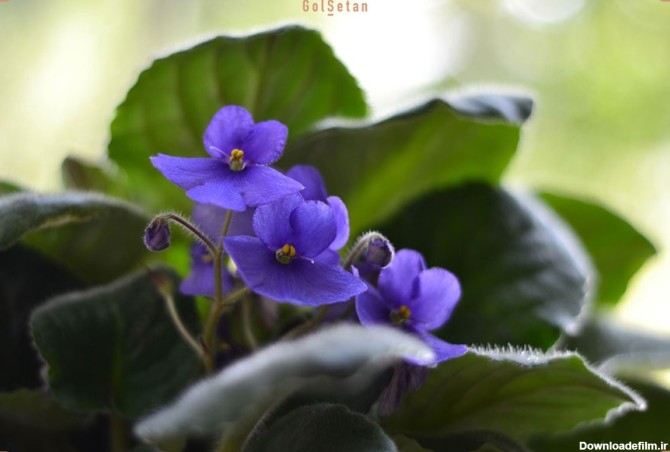 33 مورد از زیباترین گیاهان و گل های آپارتمانی | گُل‌سِتان