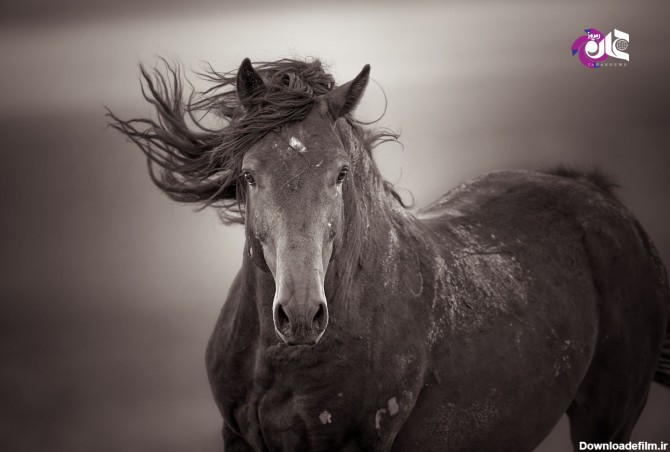 تصاویر دیدنی سیاه و سفید از اسب‌های وحشی - اسلايد تصاوير - عکس ...
