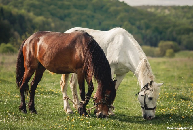 خسارات تحت پوشش بیمه اسب