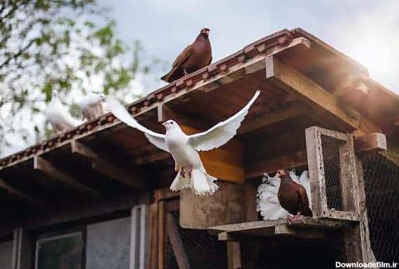 شرایط محیط نگهداری برای مست شدن کبوتر