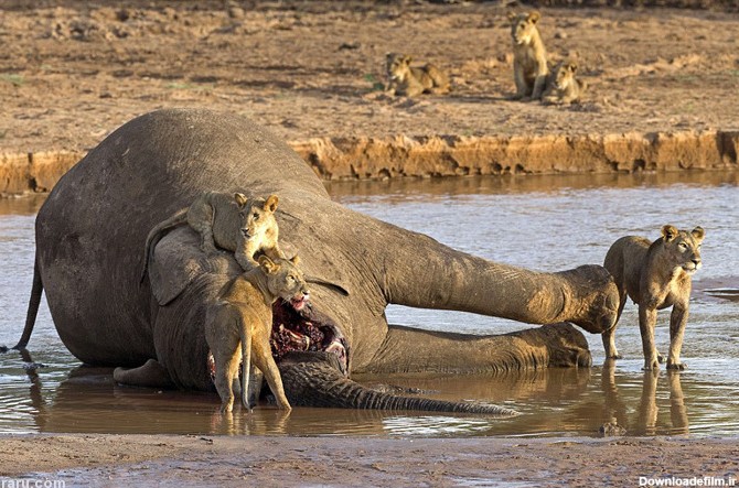 (تصاویر) جنگ شیر و تمساح بر سر لاشه فیل