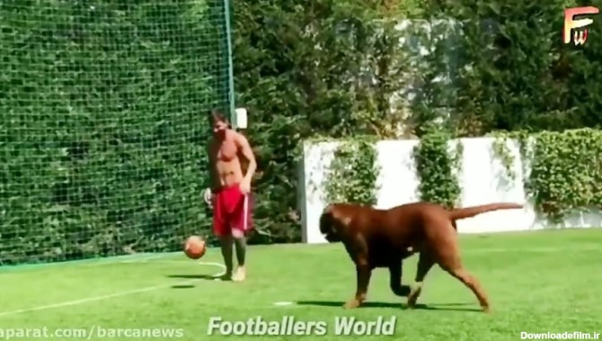 فوتبال بازی کردن مسی،اوزیل و سانچز با سگ های خونگی خودشان