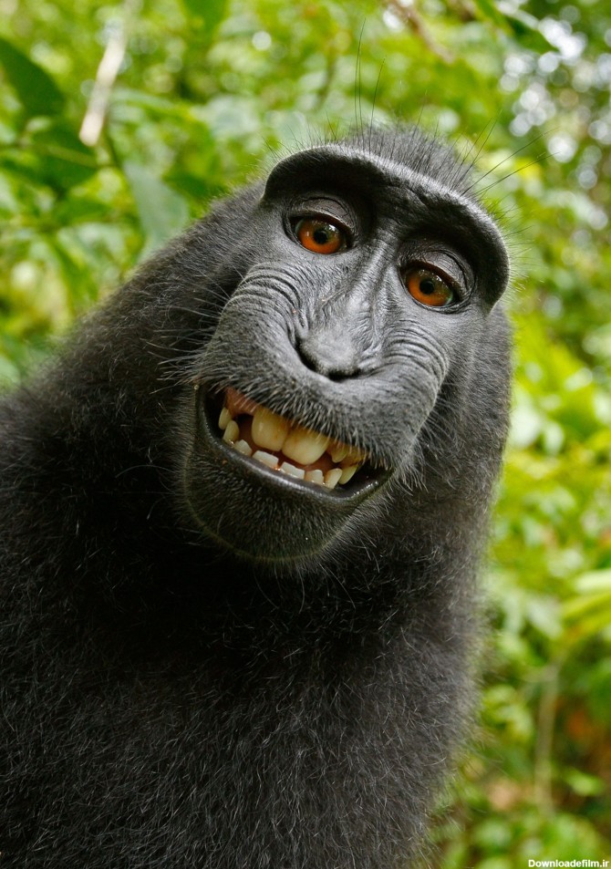 عکس زمینه لبخند شامپانزه سیاه پس زمینه