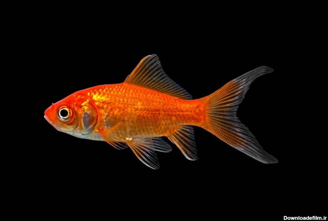 شرایط نگهداری ماهی قرمز؛ چه غذایی بدهیم؟ • مجله تصویر زندگی