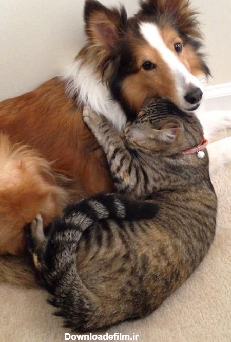 عکسهایی برای اثبات دوستی گربه ها و سگها