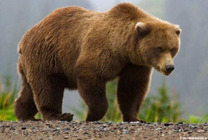 مشاهده چهار قلاده خرس قهوه‌ای در این استان - خبرآنلاین