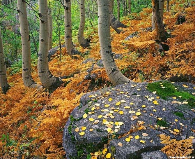 عکس هایی از زیبایی های طبیعت در فصل پاییز - www.taknaz.ir