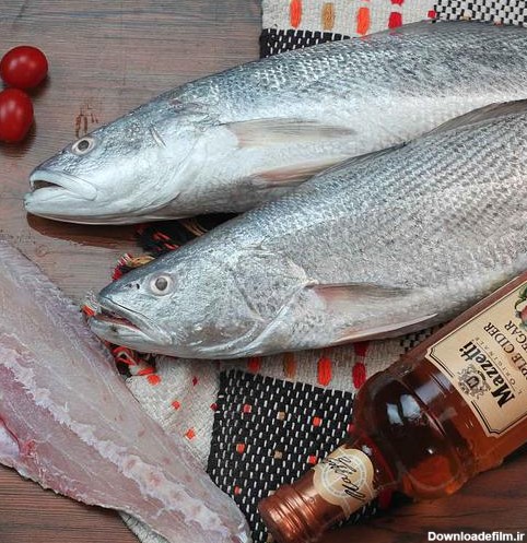 ماهی شوریده اصل بوشهرصید روز سایز درشت و متوسط موجود می باشد