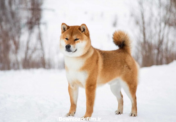 معرفی 8 نژاد سگ ژاپنی + یک نژاد قلابی ژاپنی! - ویرگول