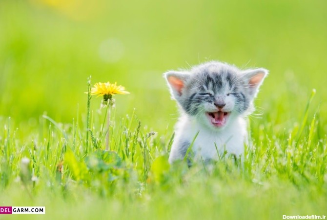 30 عکس پروفایل گربه های بانمک و دوست داشتنی