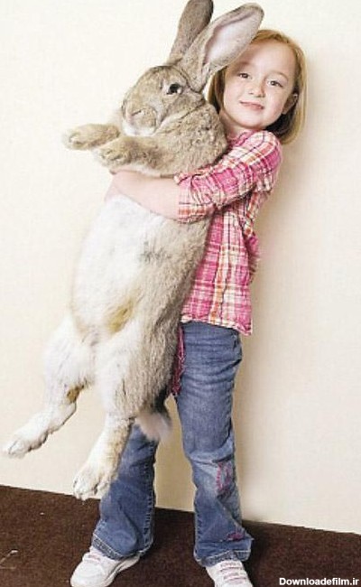 خرگوش یک و نیم متری (عکس)