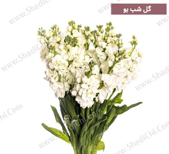 قیمت، خرید گل شب بو با ارسال رایگان در تهران | گل فروشی شادیچی