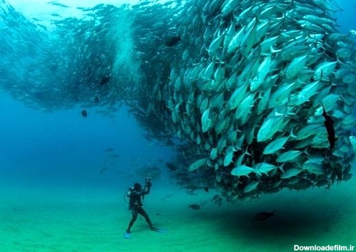 عکسهای زیبا از کلونی ماهی ها - جهان نيوز