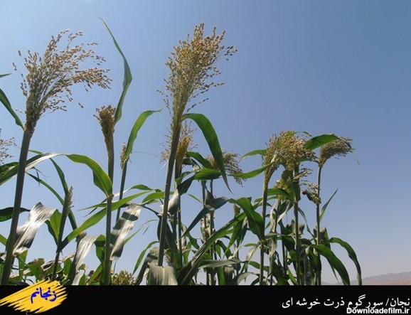تصاویری از مزرعه ذرت خوشه ای در زنجان