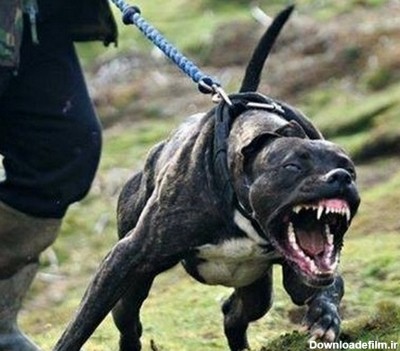 وحشی ترین سگ دنیا از کدام نژاد است؟ بررسی دقیق + عکس - Happypet