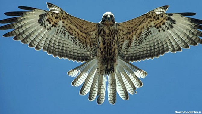 فیلم| شکار کبوتر در حال پرواز توسط شاهین