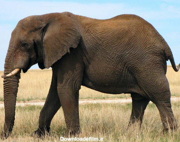 عکس فیل آفریقای بزرگ african elephant wallpaper