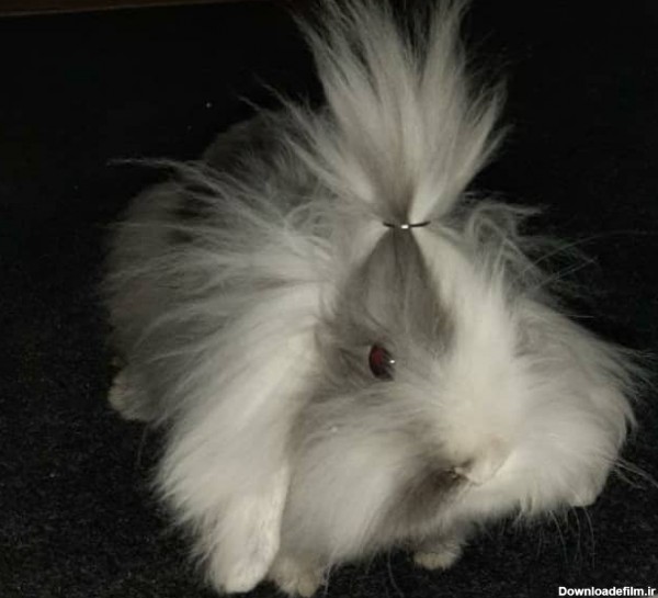خرگوش لوپ با تراکم موی بالا - پت روز