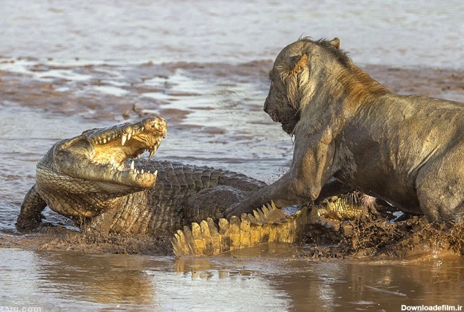(تصاویر) جنگ شیر و تمساح بر سر لاشه فیل
