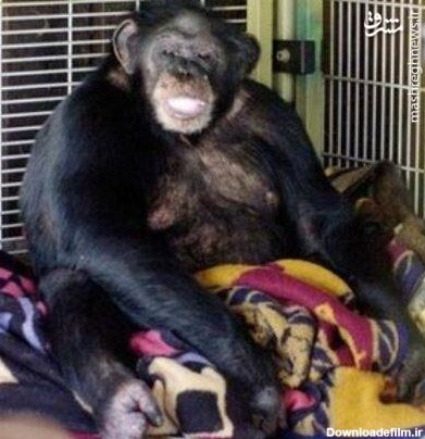 زنی که شامپانزه صورت او را از هم درید +عکس - مشرق نیوز