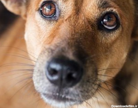 شواهد روزافزونی از پیوند گنادکتومی (اخته کردن) با مشکلات مادام‌العمرِ سلامتی و رفتاری در برخی سگ‌ها: مطالعه موردی
