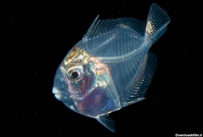 جراح ماهی ؛ از جالب ترین شگفتی های خلقت با 30 سال عمر (+عکس)