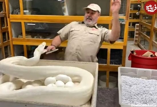 (ویدئو) مزرعه پرورش مارهای بزرگ؛ چالش برداشت 50 تخم ماده مار پیتون سفید نادر