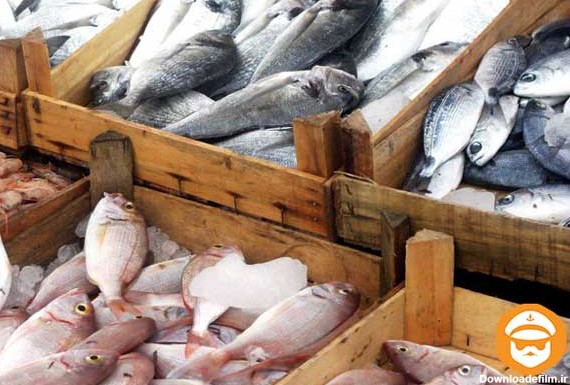 آشنایی با انواع ماهی های جنوب ایران