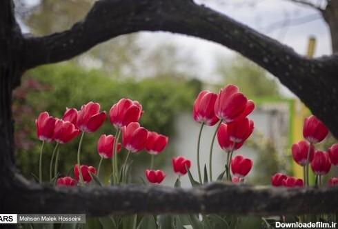 ۱۵ گل زیبا که در شب شکوفا می‌شوند + تصاویر - خبرآنلاین