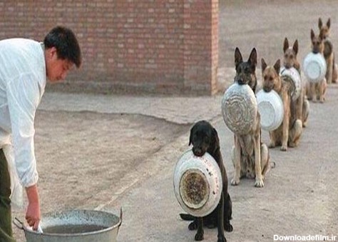 سگ ها در صف غذا /عکس