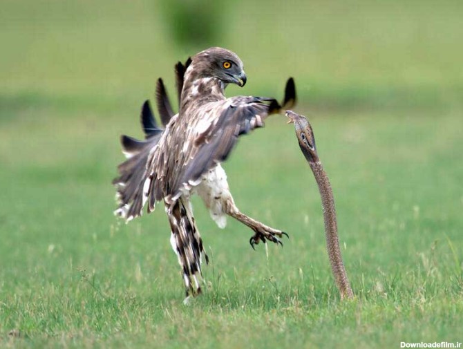 عکس های شگفت انگیز از شکار مار توسط عقاب | روزنو