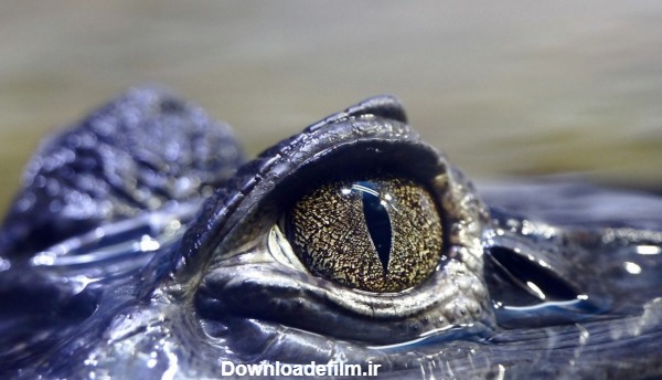 چشم های کرکدیل از زیر آب crocodile eye dangerous