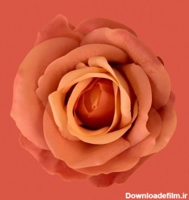 عکس 8k گل رز زیبا با کیفیت بالا | دانلود رایگان عکس 8k گل رز زیبا ...