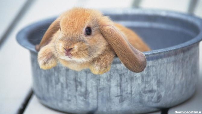 خرگوش ها را حمام کنیم؟ | سایت «سیم جیم»