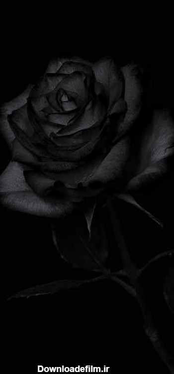 عکس گل رز سیاه
