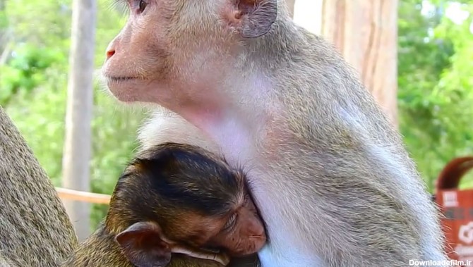 لحظات زیبای شیردادن میمون به فرزندش + فیلم