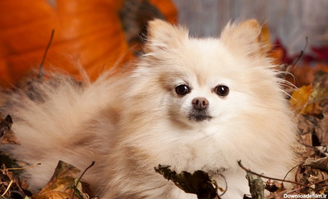 معرفی انواع نژاد سگ عروسکی و کوچک | شناخت خصوصیات و خصلت ها