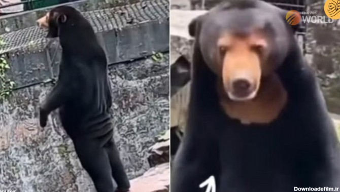 فرارو | (ویدئو) تردیدها درباره واقعی بودن یک خرس در باغ وحش!