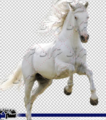عکس اسب سفید دوربری شده