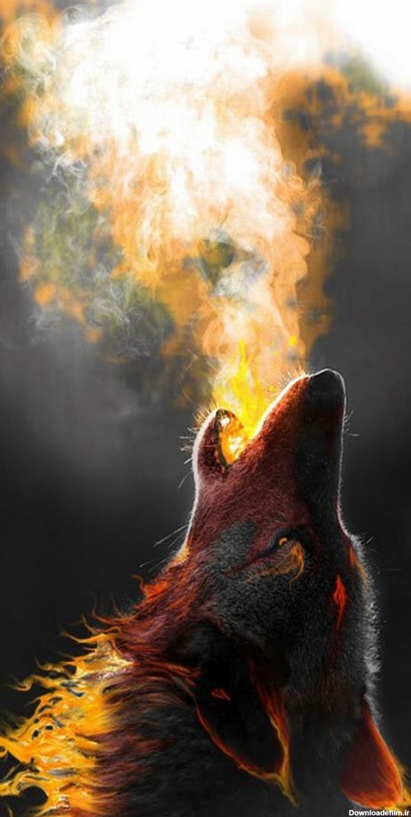 تصویر خفن از گرگ با زوزه آتشین با کیفیت Full HD