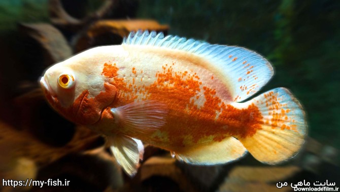 ماهی اسکار آلبینو