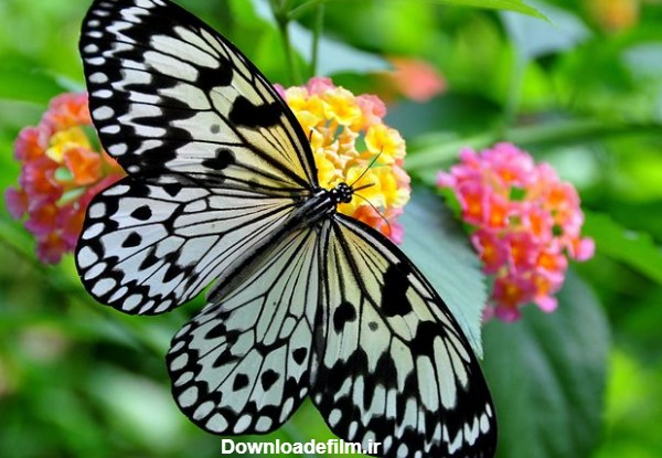 عکس پروانه های زیبا و رنگی خوشگل روی گل ها برای پروفایل