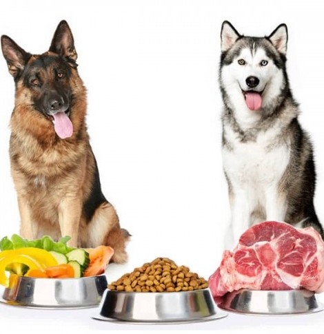 مقدار غذای سگ ژرمن و هاسکی و توله‌ آن‌ها در روز
