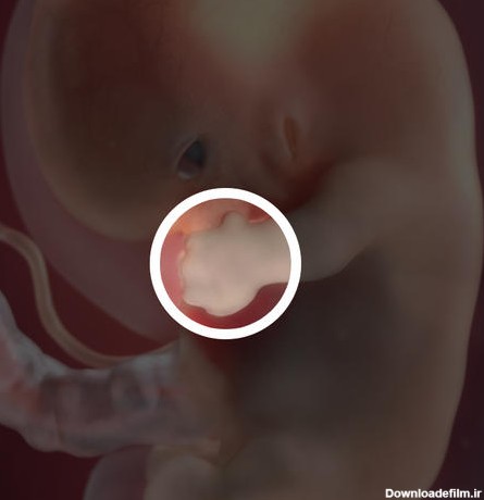 هفته هشتم بارداری | تکامل جنین در هفته 8 بارداری - سلامت بانوان اوما