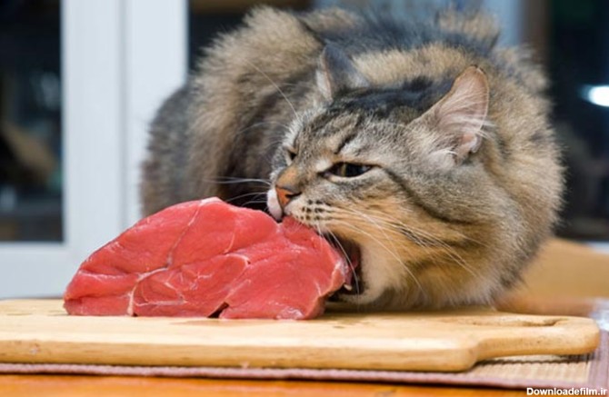 غذاهای خطرناک برای گربه و تاثیرات منفی آنها را بشناسید - مجله پت خرید