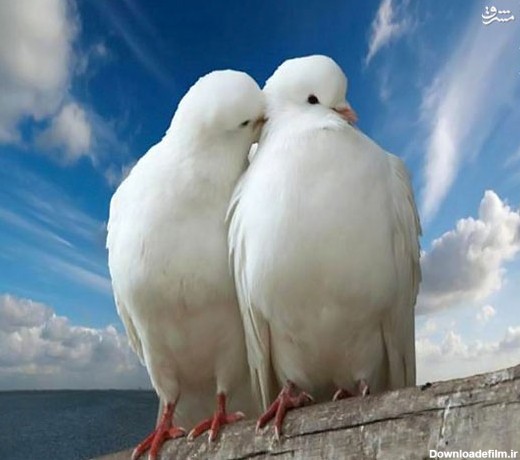 عکس: پرنده های عاشق
