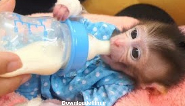 شیردادن به بچه میمون تازه متولد شده