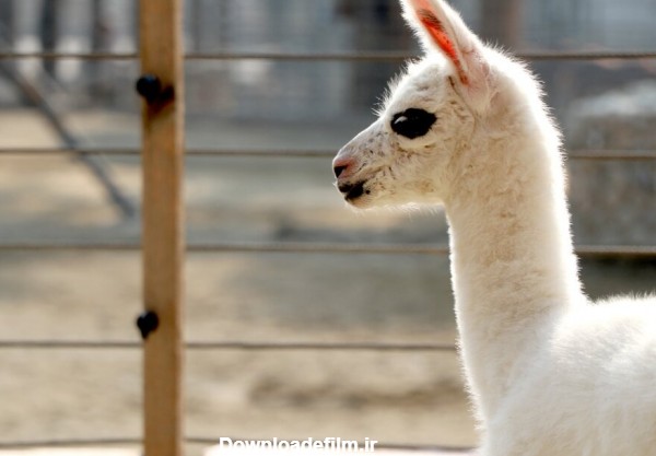 تصاویر | تولد بچه لاما در باغ وحش ارم - همشهری آنلاین