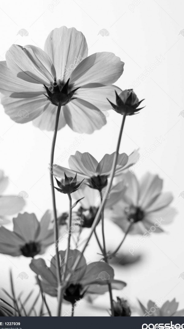 هنر سیاه و سفید زیبا گل جهان هستی 1227039